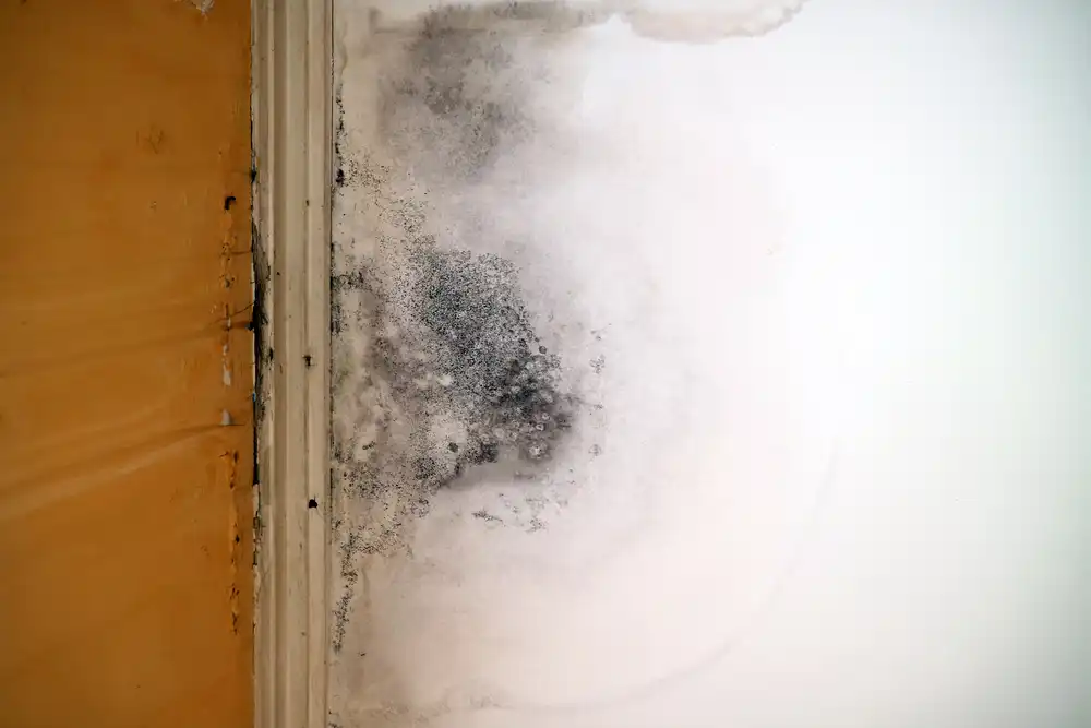 water leak with mold